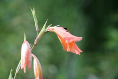 Gladiolus dalenii