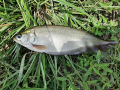 Notopterus notopterus