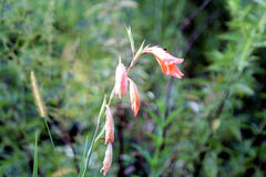 Gladiolus dalenii