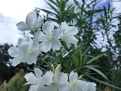 Nerium oleander