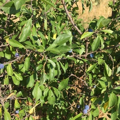 Prunus spinosa