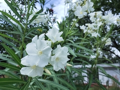 Nerium oleander