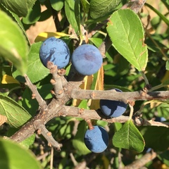 Prunus spinosa