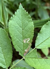Stigmella rosaefoliella