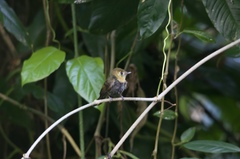 Myiobius sulphureipygius