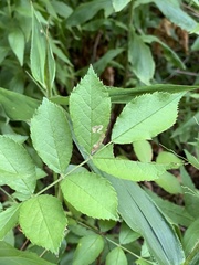 Stigmella rosaefoliella