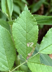 Stigmella rosaefoliella