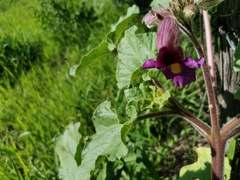 Proboscidea fragrans