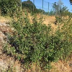 Prunus spinosa