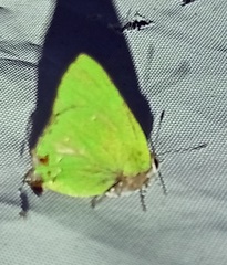 Cyanophrys miserabilis