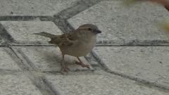 Passer domesticus