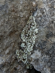 Squamarina concrescens