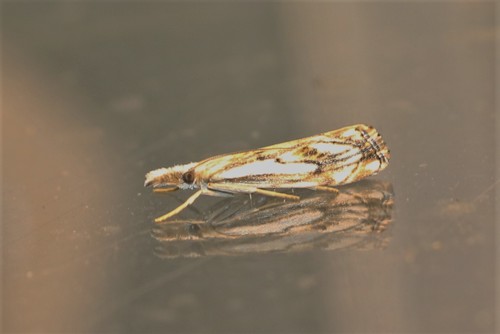 Chequered Grass-veneer, 9665 Oude Pekela, Nederland, photo 9 of 10