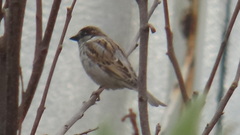 Passer domesticus