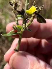 Crotalaria montana