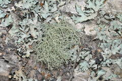 Usnea glabrescens