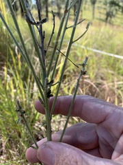 Crotalaria montana