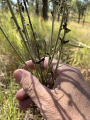 Crotalaria montana