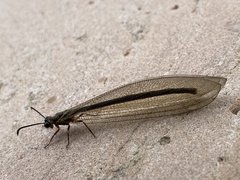 Myrmeleon