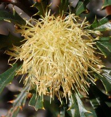 Banksia squarrosa