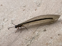 Myrmeleon