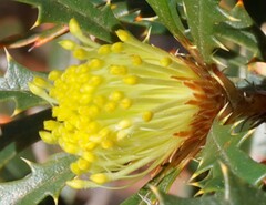 Banksia squarrosa