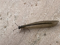 Myrmeleon