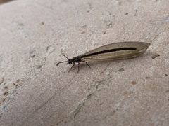 Myrmeleon
