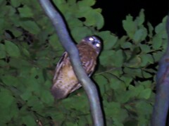 Ninox boobook boobook