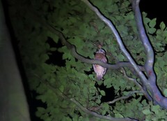 Ninox boobook boobook