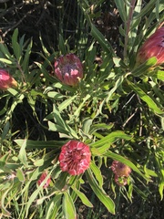 Protea burchellii