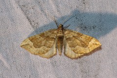 Pelurga comitata
