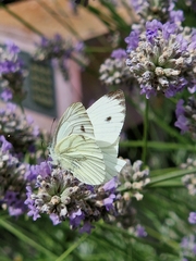 Green-veined White