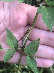 Melanchra persicariae