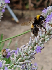 Bombus terrestris