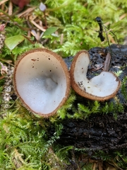 Humaria hemisphaerica image