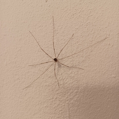 Leiobunum limbatum