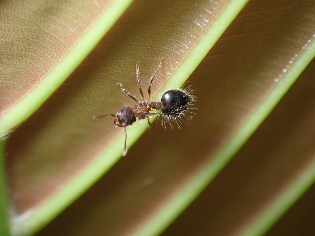 Bicolored Shield Ant