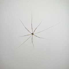Leiobunum limbatum