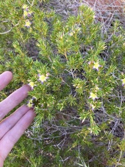 Calytrix depressa