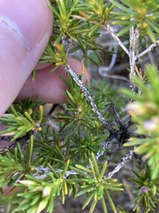 Calytrix depressa
