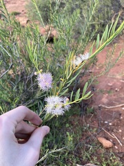 Melaleuca radula
