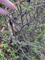 Melaleuca radula