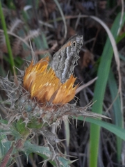 Pyronia cecilia