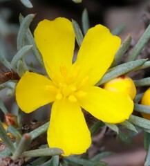 Hibbertia hemignosta