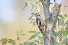 Dendrocopos himalayensis