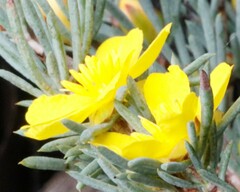 Hibbertia hemignosta