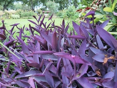 Tradescantia pallida