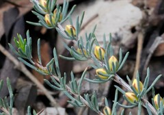 Hibbertia hemignosta