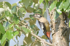 Dendrocopos himalayensis